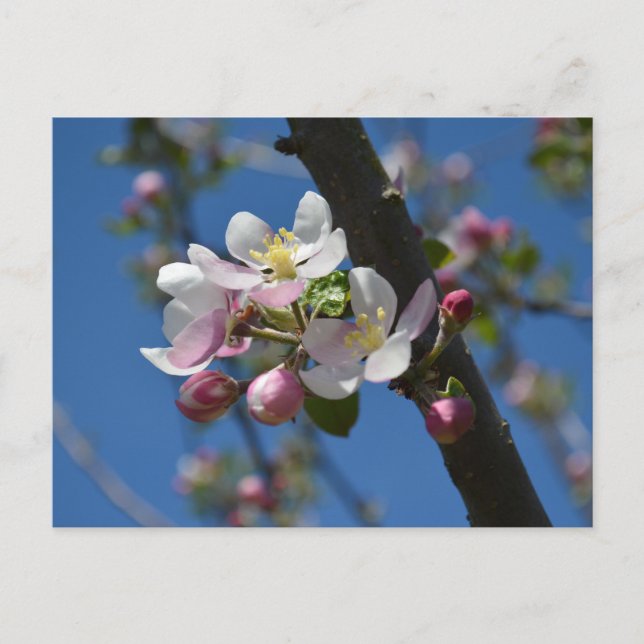 Cartão Postal Flores de macieira - Um ramo florescendo de maciei (Frente)