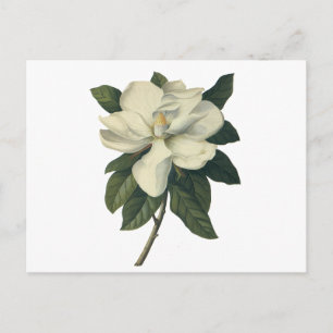 Cartão Postal Flores de Magnólia Branca em Flor Vintage