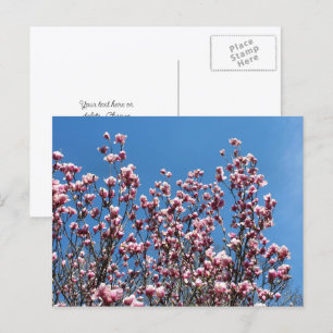 Cartão Postal Flores de Magnólia Céu Azul Personalizado