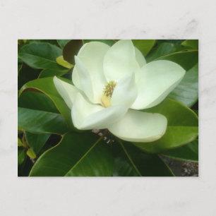 Cartão Postal Flores de Magnólia Savannah Geórgia