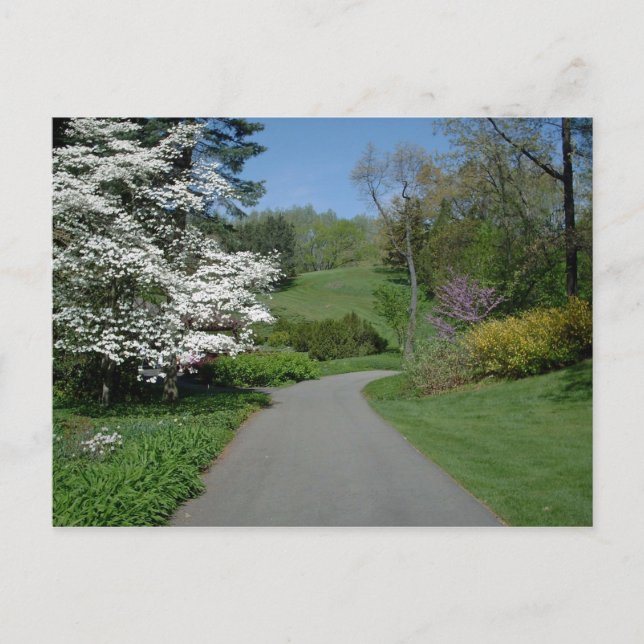 Cartão Postal Flores de maio (Frente)