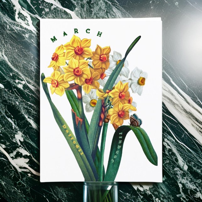 Cartão Postal Flores de Março Junquilho Narciso (Criador carregado)