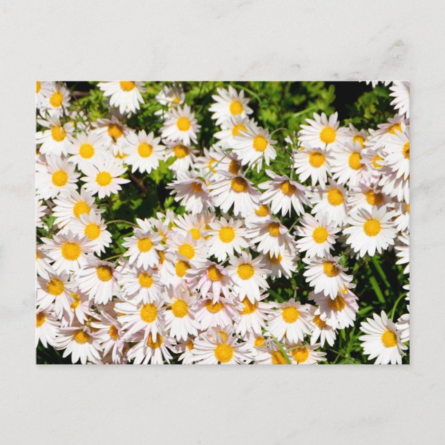 Cartão Postal Flores de margarida branca (Frente)