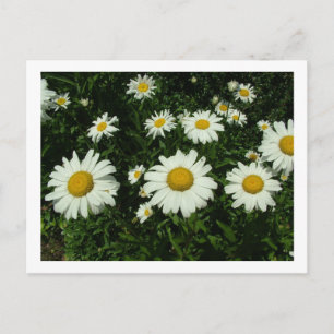 Cartão Postal flores de margarida branca feliz aniversário
