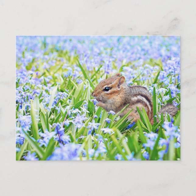 Cartão Postal Flores de Mola Azul e Chipmunk (Frente)