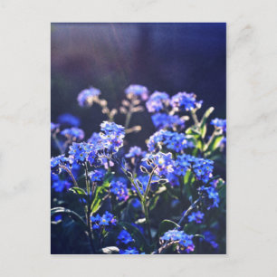 Cartão Postal flores-de-não-me-esqueças fotografadas por Tutti