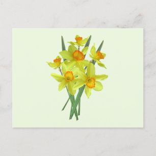 Cartão Postal Flores de Narciso Amarelo