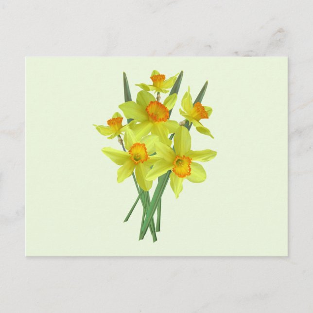 Cartão Postal Flores de Narciso Amarelo (Frente)