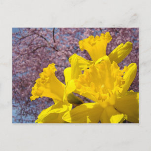 Cartão Postal Flores de Narciso Amarelo cartões-postais Árvore e