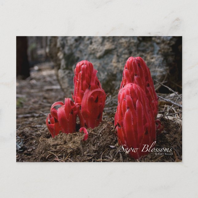 Cartão Postal Flores de Neve (Frente)