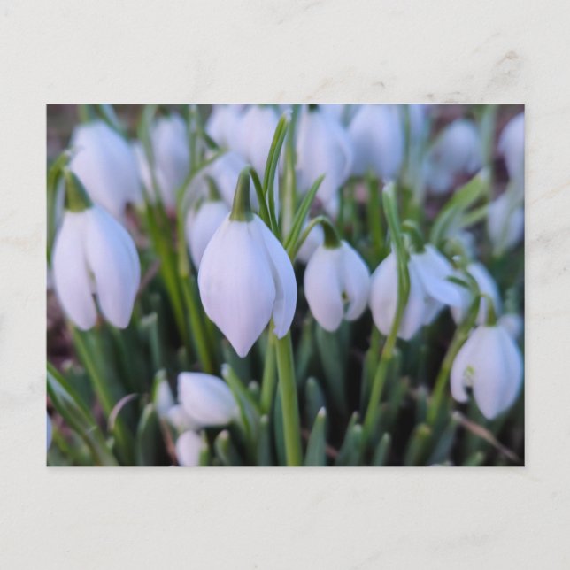 Cartão Postal Flores de neve  (Frente)
