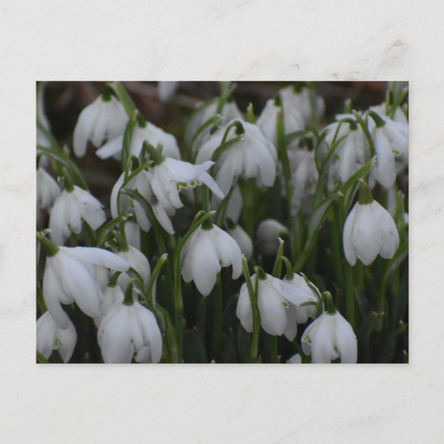 Cartão Postal Flores de neve  (Frente)
