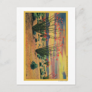 Cartão Postal Flores de Ocotillo em Bloom, Estado do Deserto da