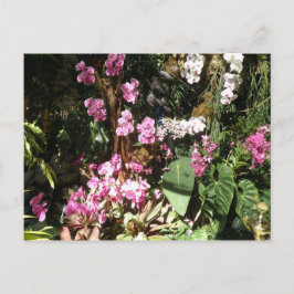 Cartão Postal Flores de Orquidea