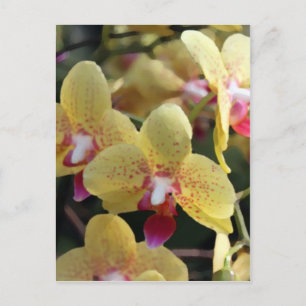 Cartão Postal Flores de orquídea amarelas