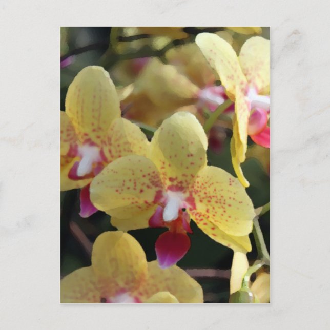 Cartão Postal Flores de orquídea amarelas (Frente)