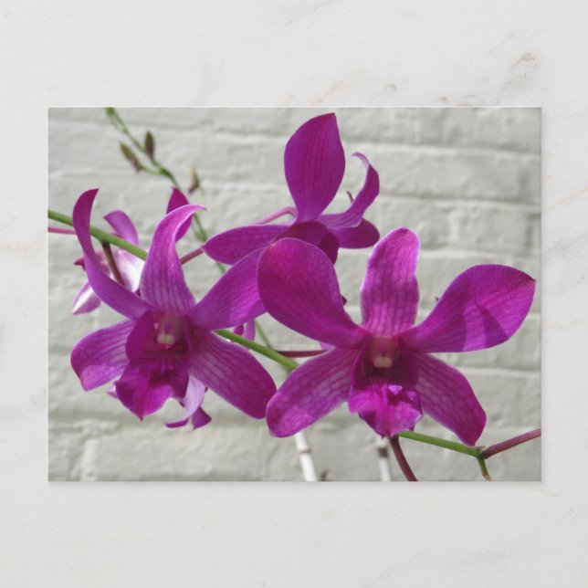 Cartão Postal Flores de Orquídea Exótica Violeta (Frente)