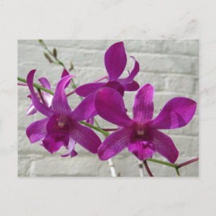 Cartão Postal Flores de Orquídeas Violetas Exóticas