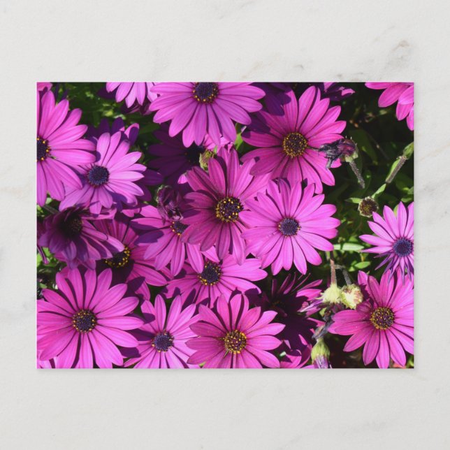 Cartão Postal Flores De Osteospermum Roxo (Frente)