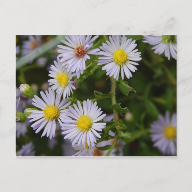 Cartão Postal Flores de Outono (Frente)