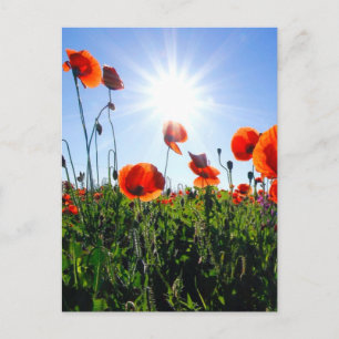 Cartão Postal Flores de Papagaios Vermelhos Selvagens