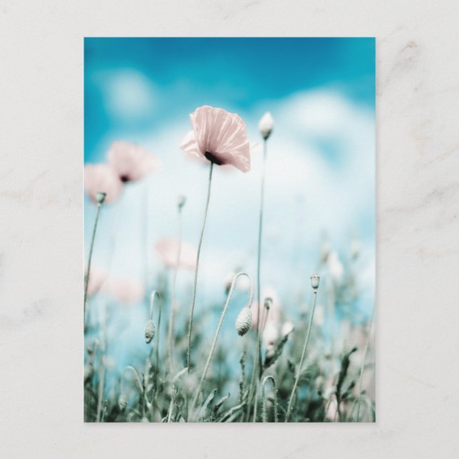 Cartão Postal Flores de Papoila (Frente)