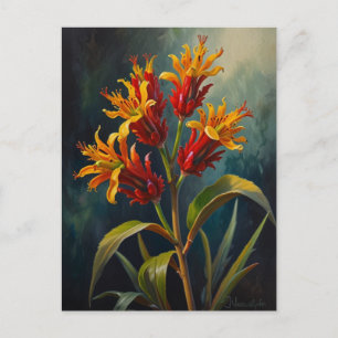 Cartão Postal Flores de pata de cangurus