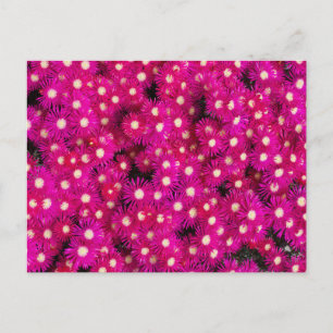 Cartão Postal flores de plantas geladas