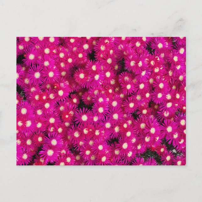 Cartão Postal flores de plantas geladas (Frente)