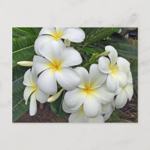 Cartão Postal Flores de Plumeria do Havaí