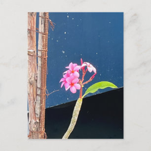 Cartão Postal Flores de Plumeria do Havaí