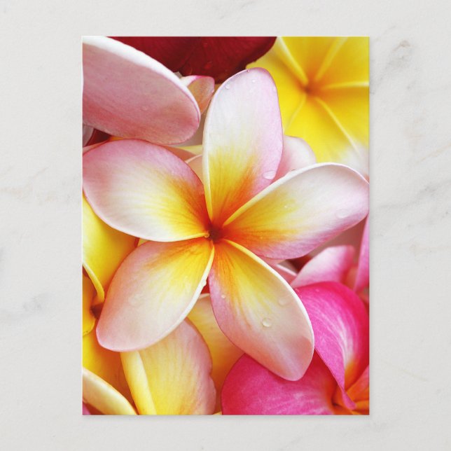 Cartão Postal Flores de Plumeria Frangipani Amarelo-Rosa (Frente)