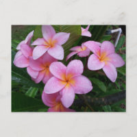 Flores de Plumeria Rosa Hawaii