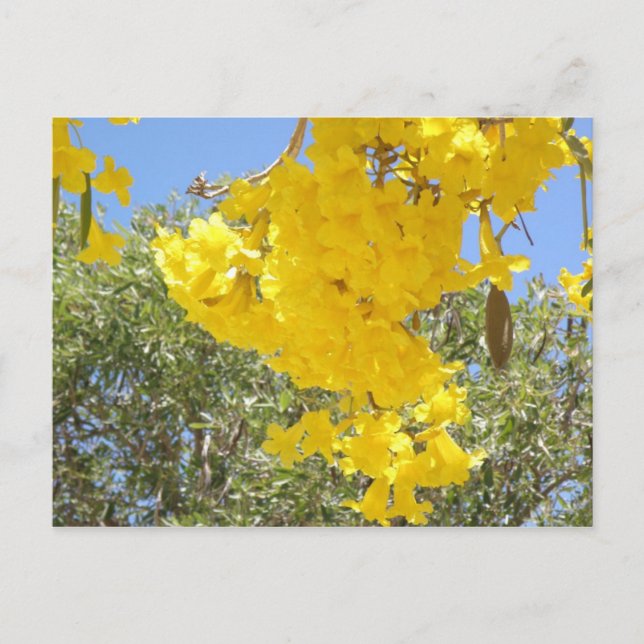 Cartão Postal Flores de Porto Rico (Frente)