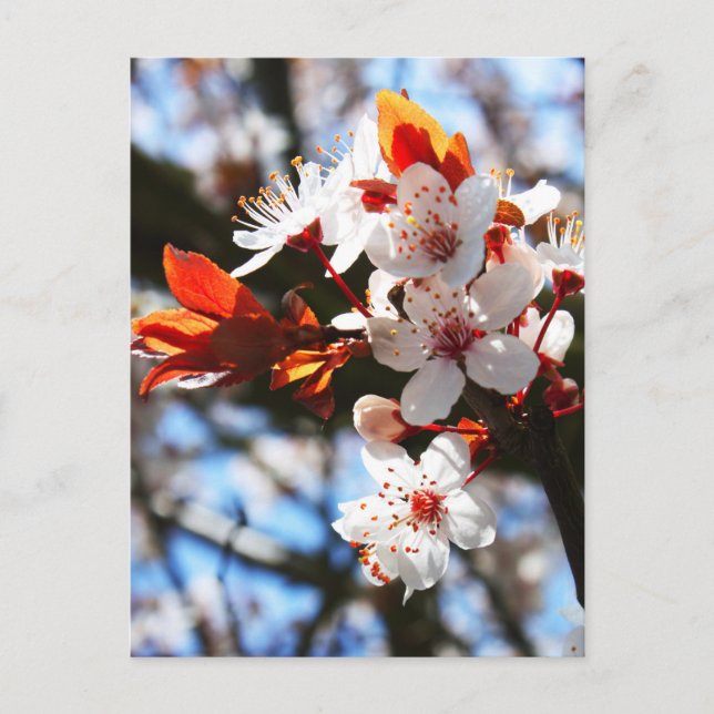 Cartão Postal Flores de primavera (Frente)