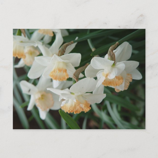 Cartão Postal Flores de primavera (Frente)