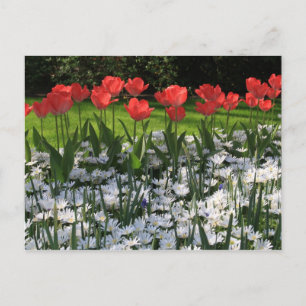 Cartão Postal Flores de primavera