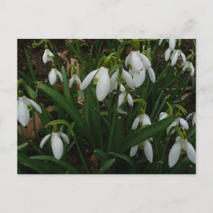 Cartão Postal Flores de primavera Brancas I (Galanthus)