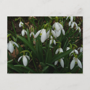 Cartão Postal Flores de primavera Brancas I (Galanthus)