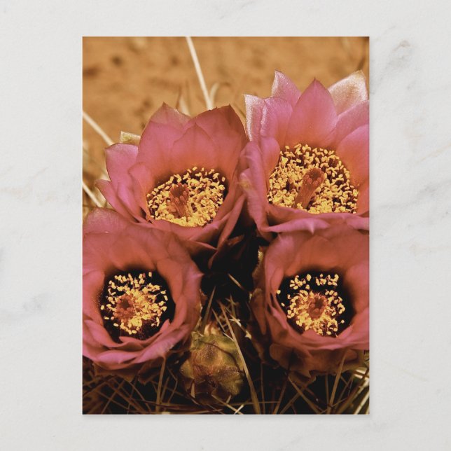CARTÃO POSTAL FLORES DE PRIMAVERA DE ALTA DESERTA PINTOS (Frente)