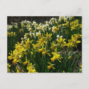 Cartão Postal Flores de primavera de Daffodils Amarelos e Branco