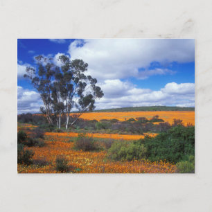 Cartão Postal Flores de primavera em Namaqualand, África do Sul