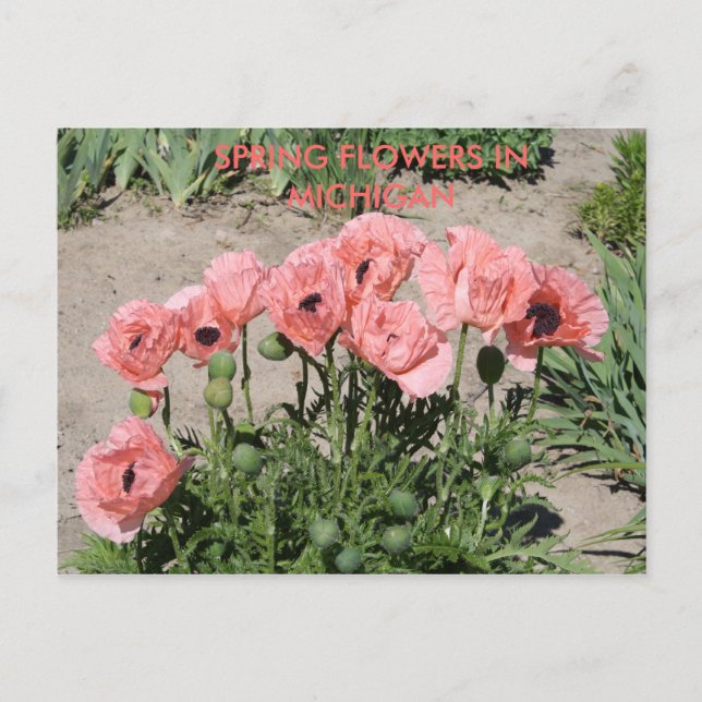 CARTÃO POSTAL FLORES DE PRIMAVERA NA PLACA DE POSTO MICHIGAN (Frente)