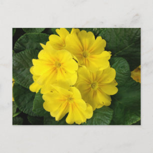 Cartão Postal Flores de Primrose Amarela