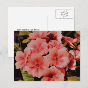 Cartão Postal Flores de Primrose de Pêssego Personalizadas