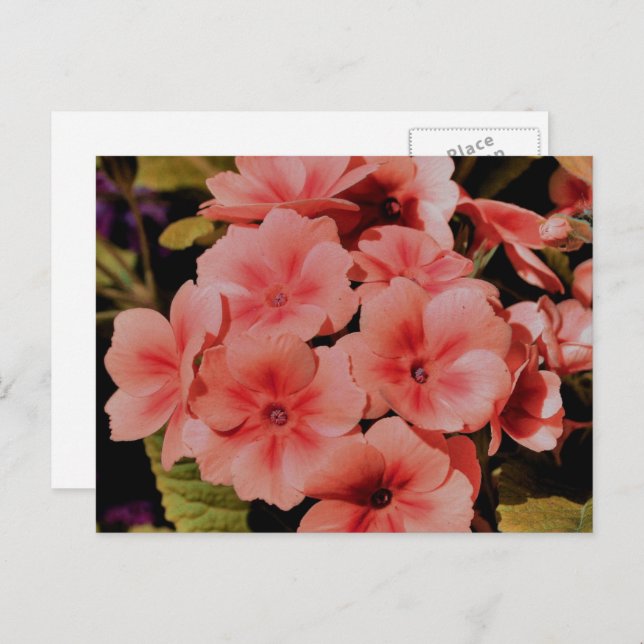 Cartão Postal Flores de Primrose Pêssego Personalizadas (Frente/Verso)