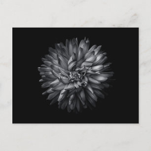 Cartão Postal Flores De Quintal A Preto E Branco 20