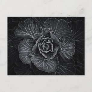 Cartão Postal Flores De Quintal A Preto E Branco No 108