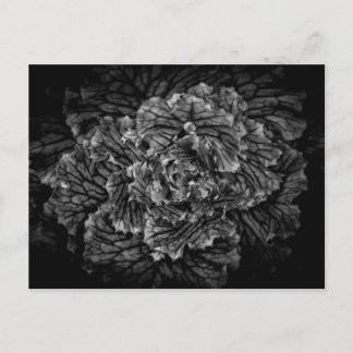Cartão Postal Flores De Quintal A Preto E Branco No 42