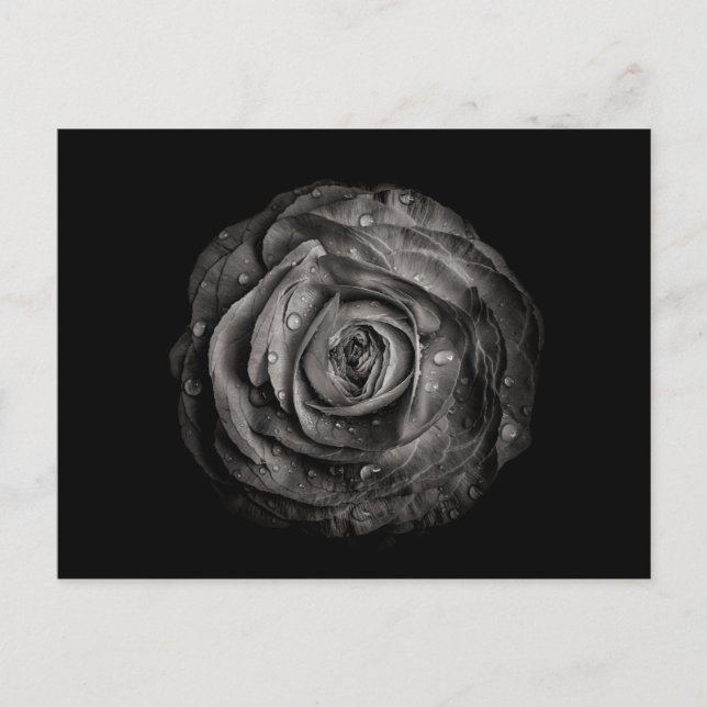 Cartão Postal Flores De Quintal A Preto E Branco No 72 (Frente)